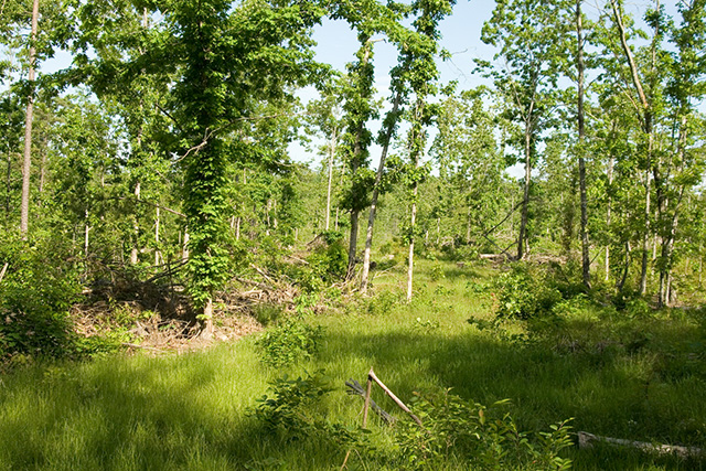 Tract 10 at Blue Sky Ranch in Shannon County, Missouri